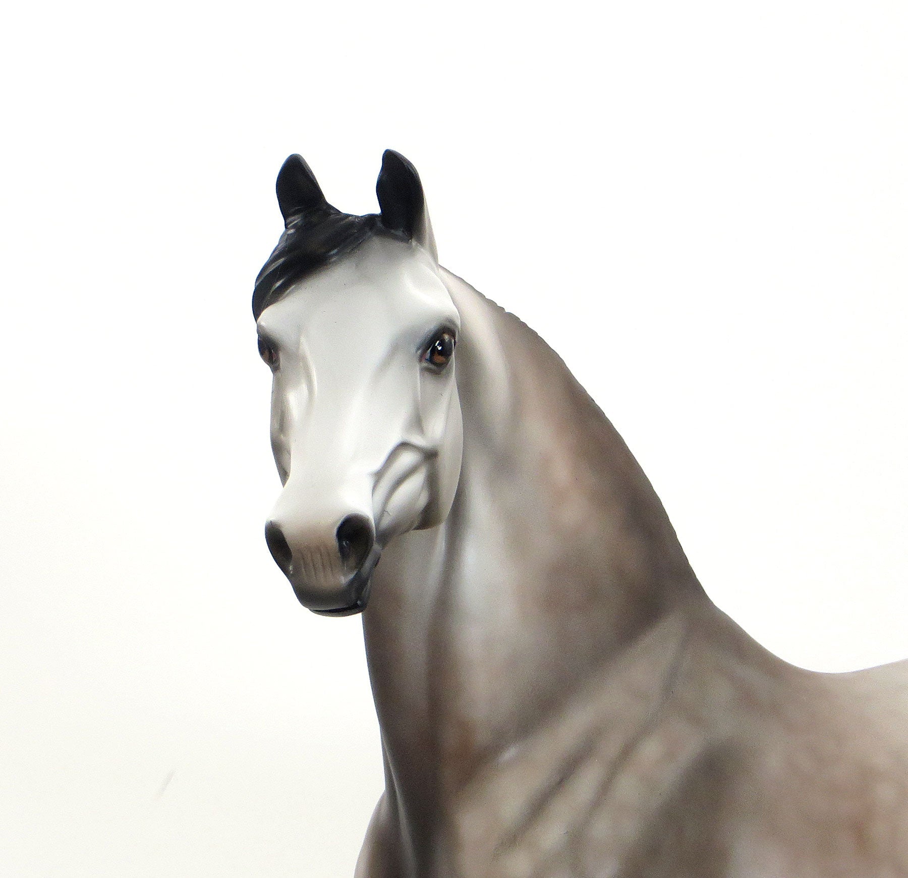 ROCKY - Dappled Rose Grey Morgan Model Horse - LE9 - EQ 2015 - 7/23