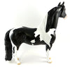Morgan Horse