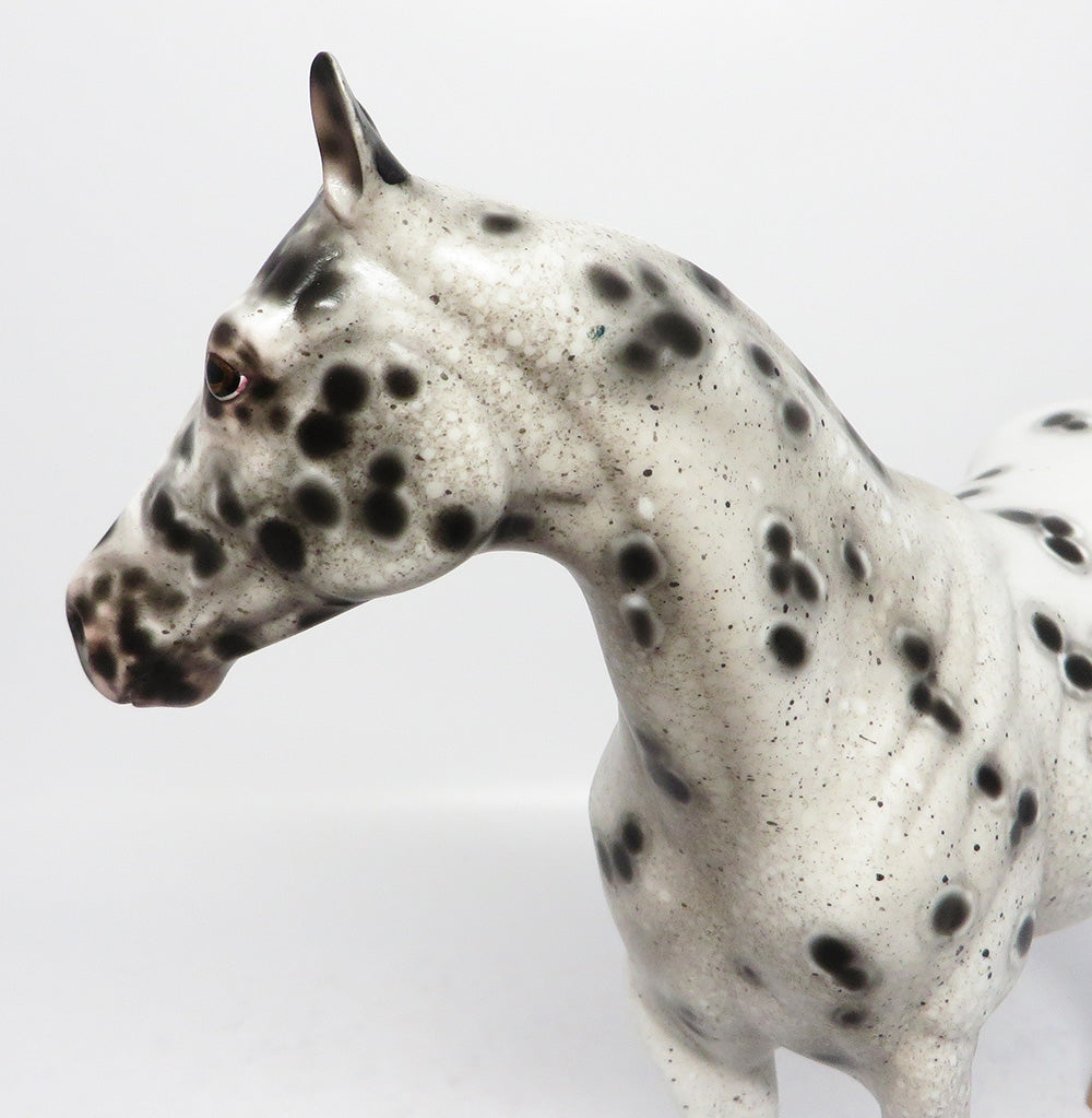 Appaloosa