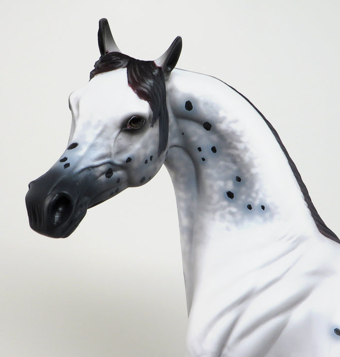 peter stone appaloosa