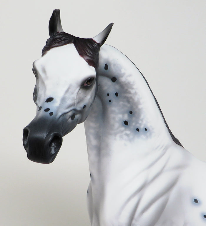 arabian appaloosa