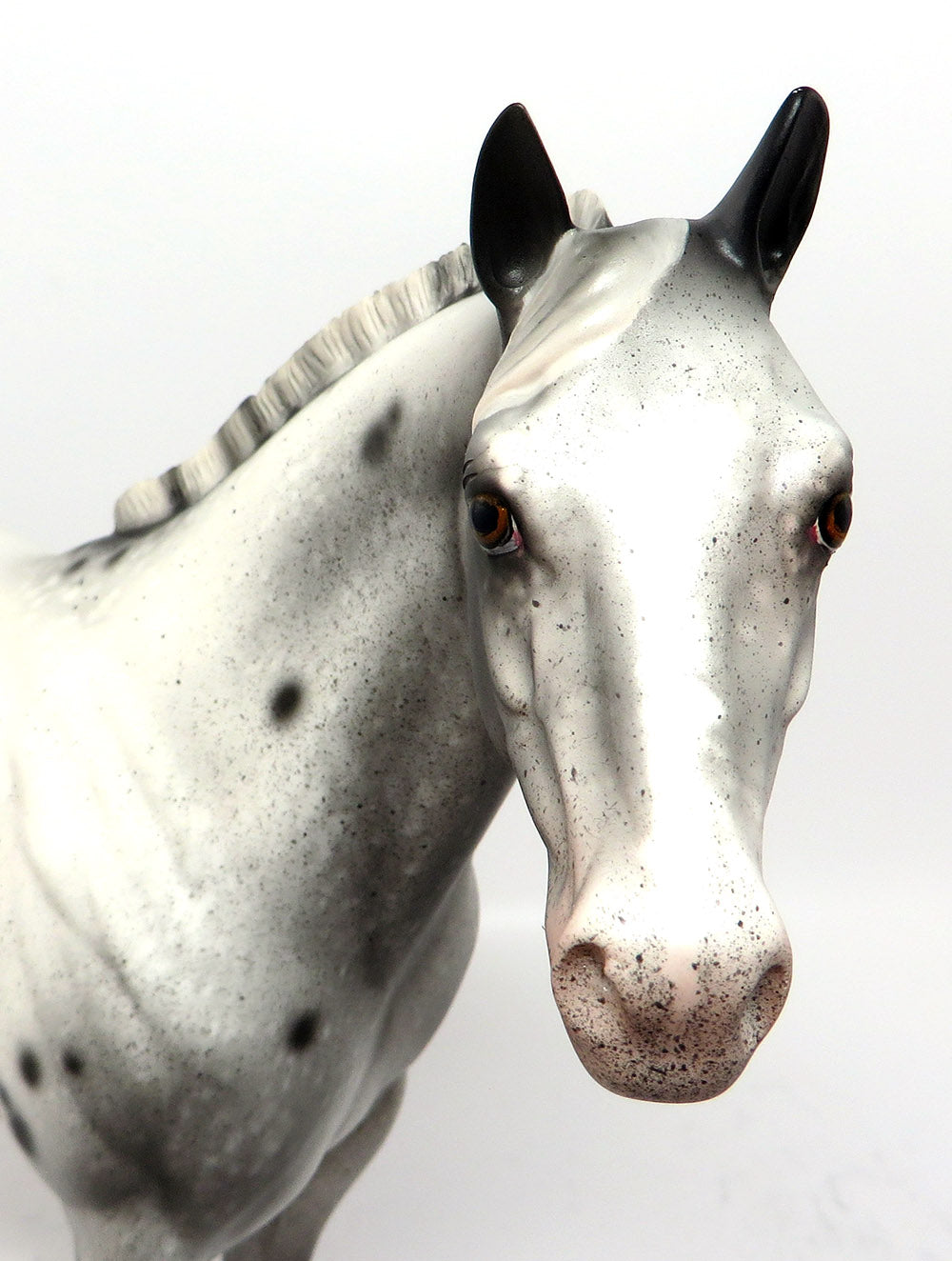 appaloosa