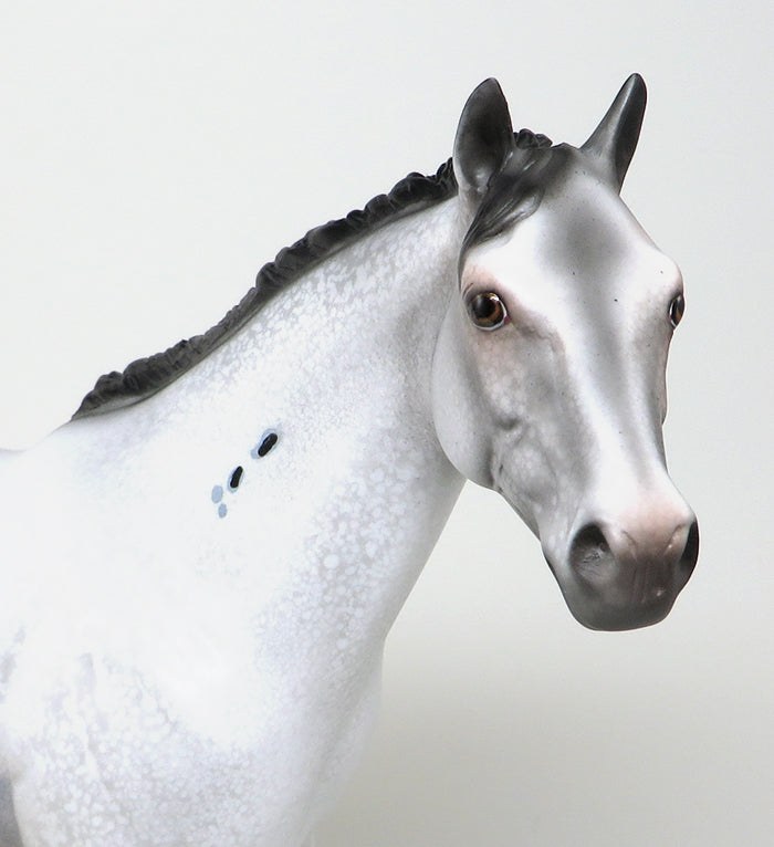 to the sea appaloosa 