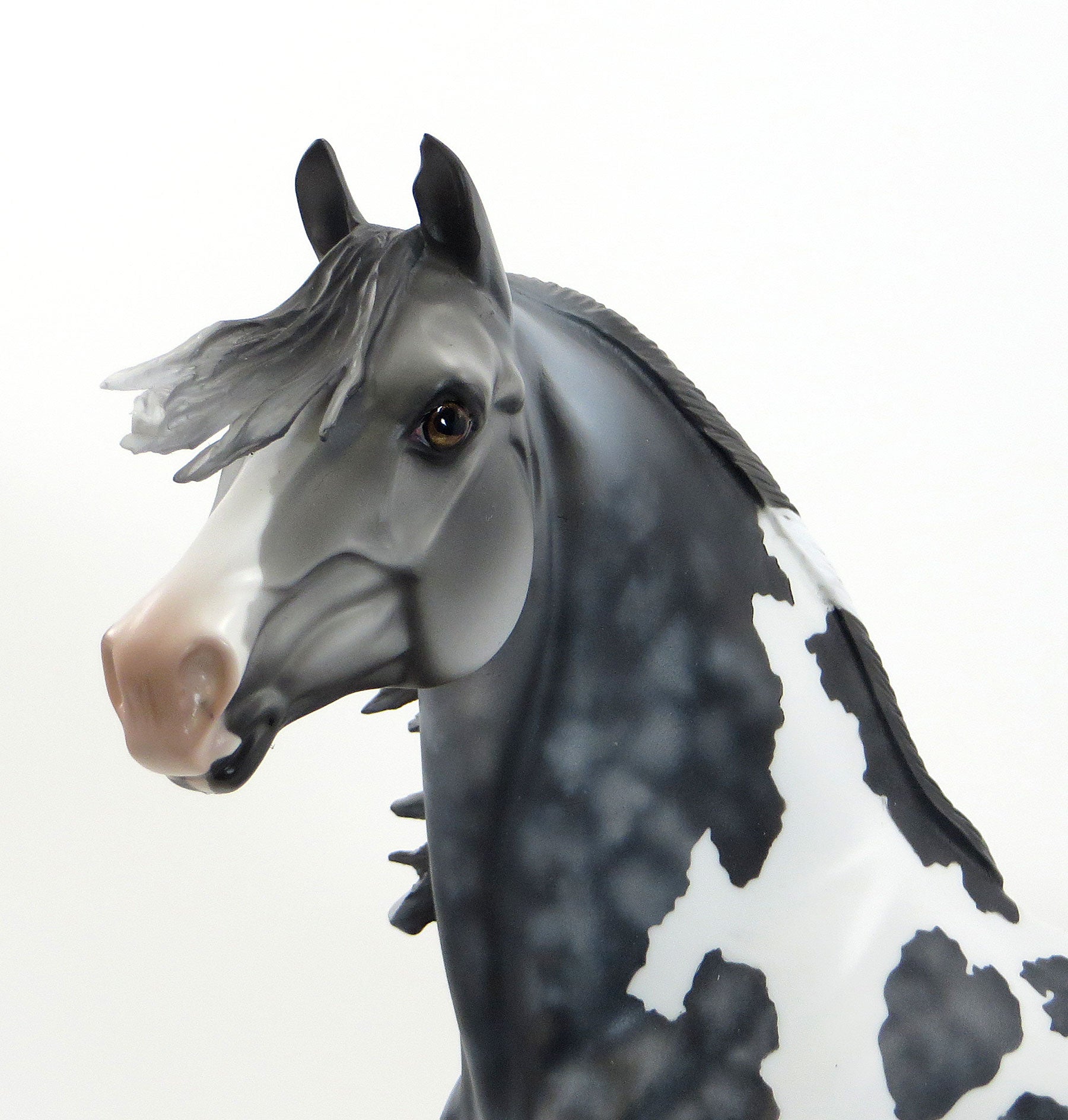 MOONLIGHT SONATA - OOAK Dappled Grey Pinto Morgan 7/24