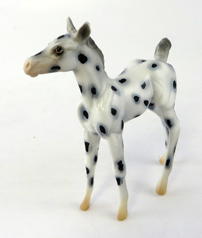 Appaloosa