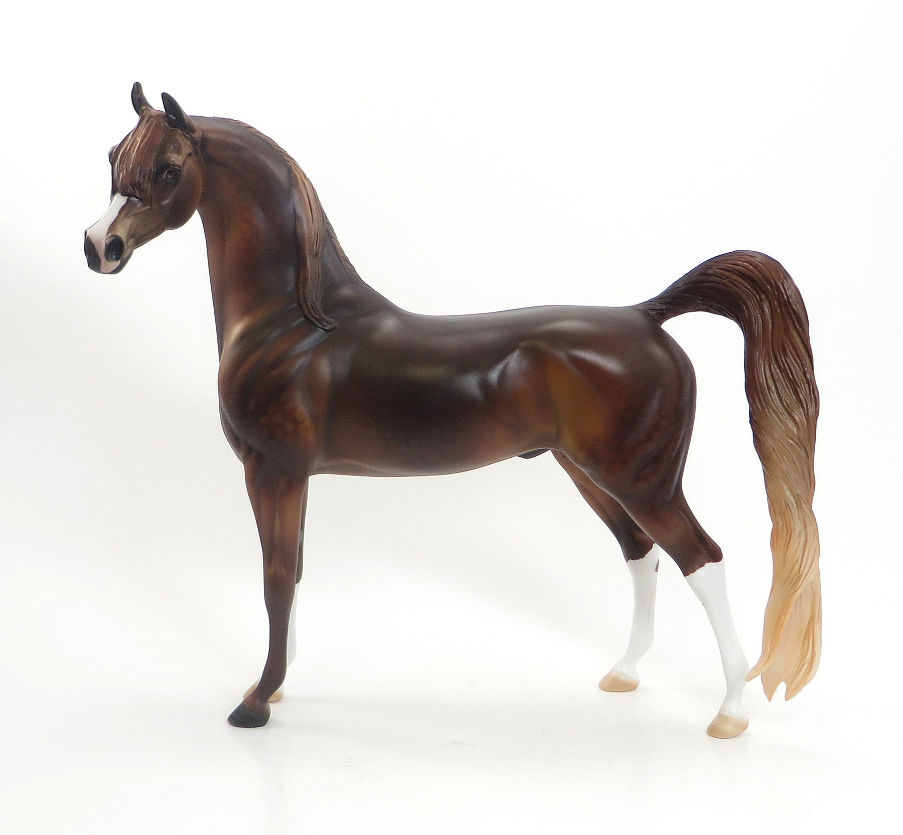 TARZAN - LE4 EQ 2015 Dark Dappled Chestnut Arabian 7/23