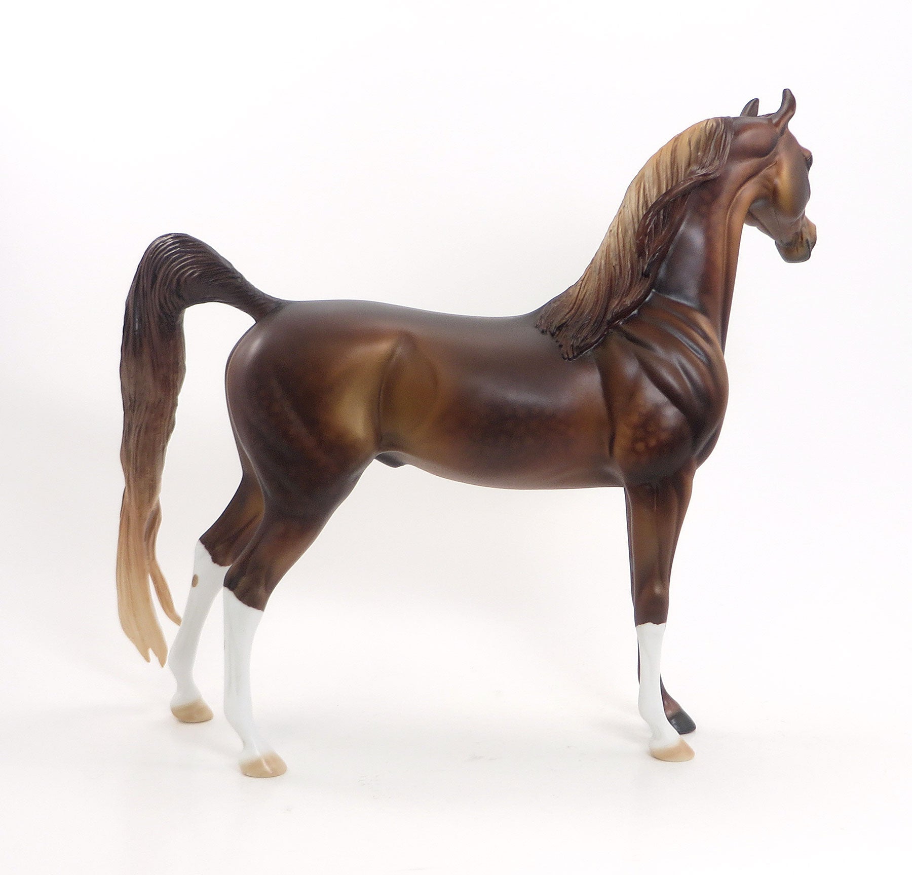 TARZAN - LE4 EQ 2015 Dark Dappled Chestnut Arabian 7/23