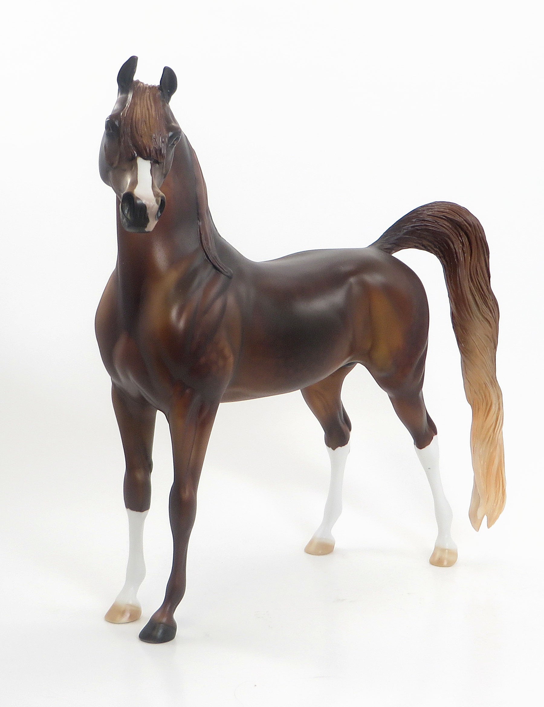 TARZAN - LE4 EQ 2015 Dark Dappled Chestnut Arabian 7/23