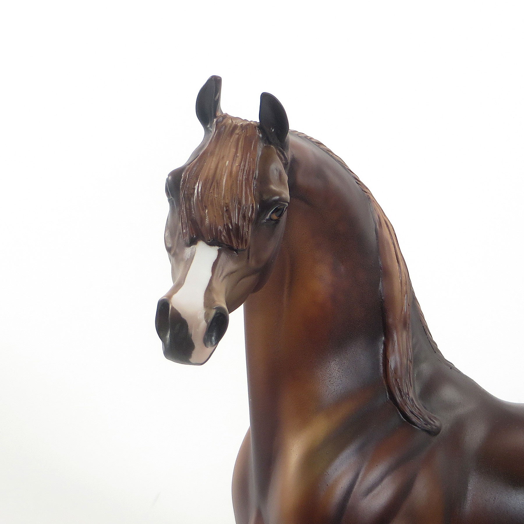 TARZAN - LE4 EQ 2015 Dark Dappled Chestnut Arabian 7/23