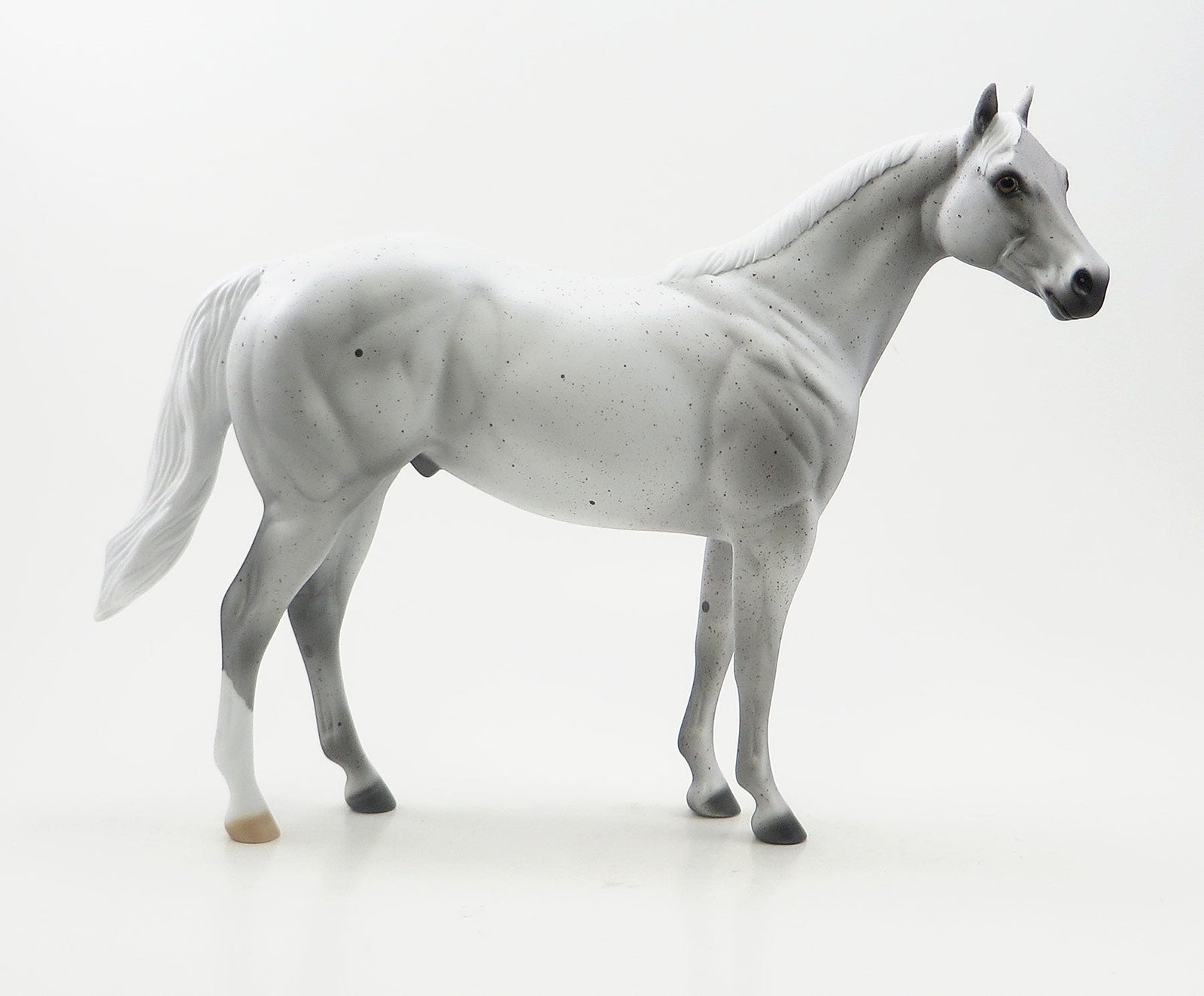 OLEANDO - Flea Bitten Stock Horse with Short Mane & Short Tail - LE6 - 7/23