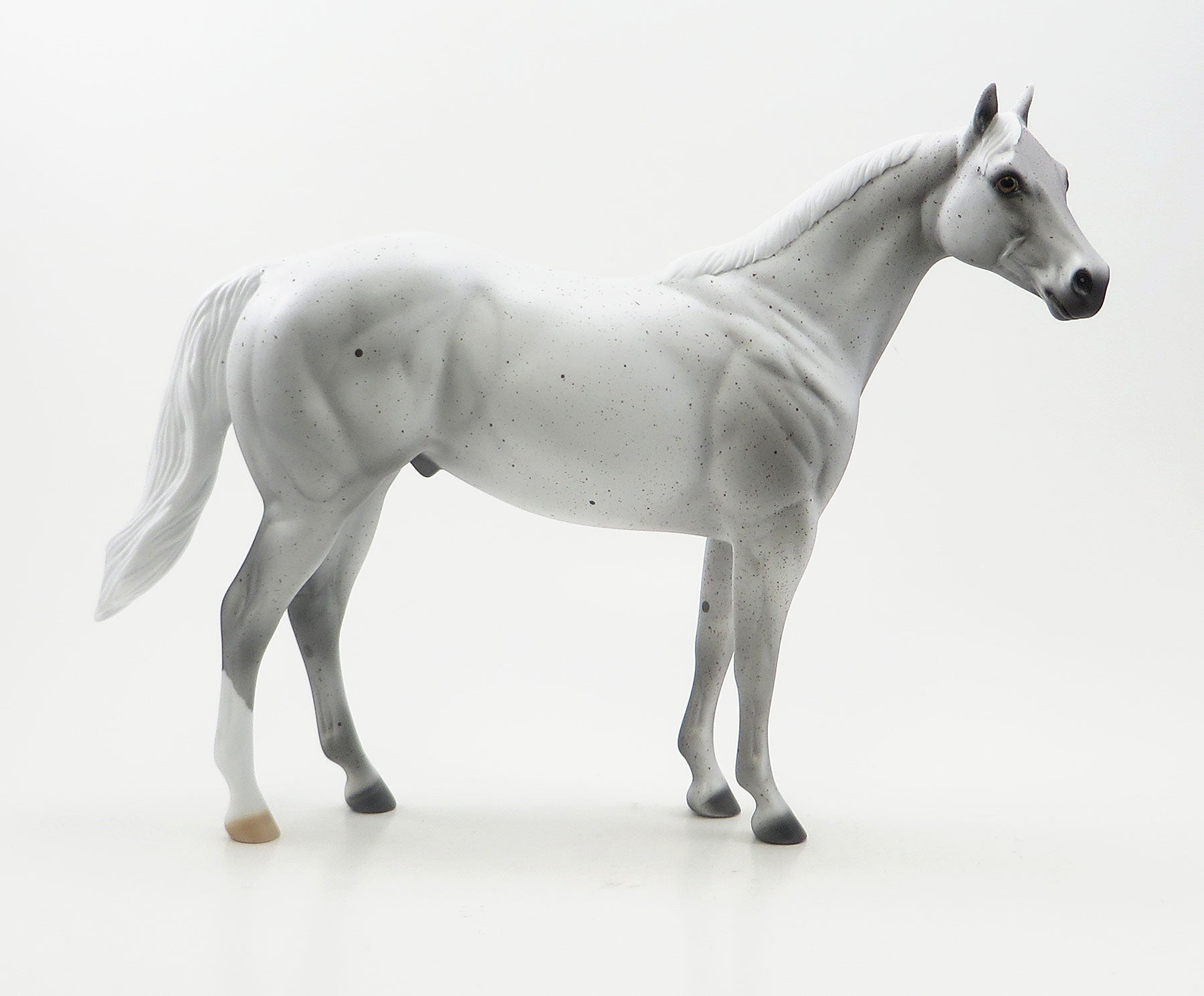 OLEANDO - Flea Bitten Stock Horse with Short Mane & Short Tail - LE6 - 7/23