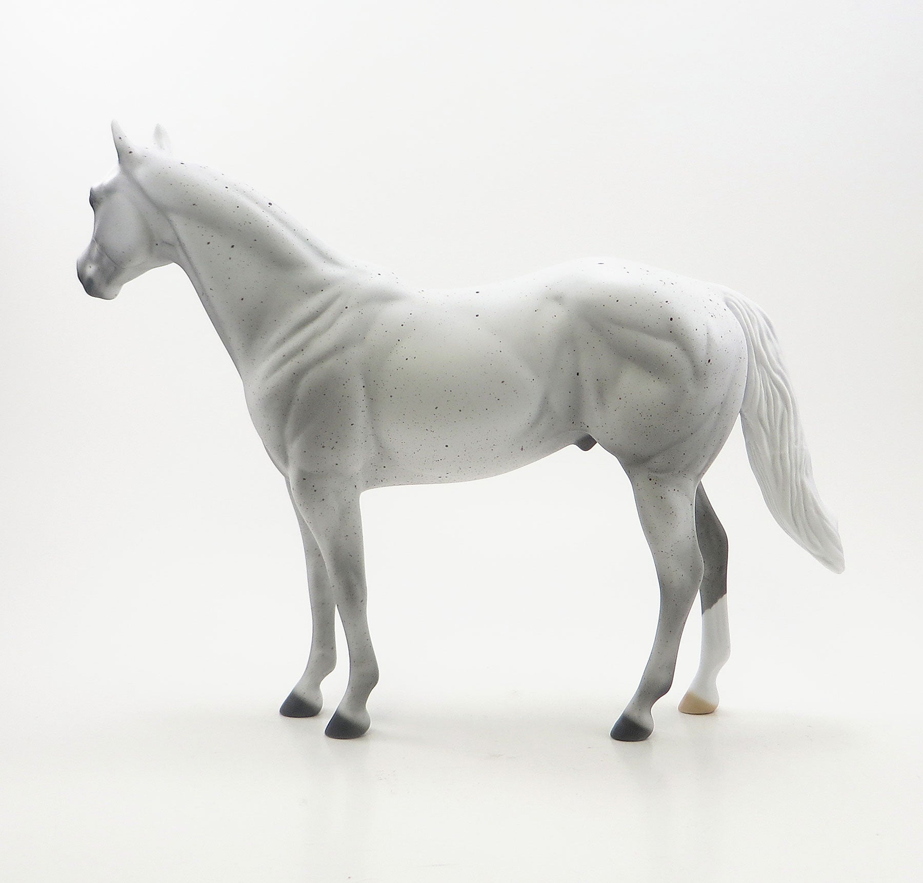 OLEANDO - Flea Bitten Stock Horse with Short Mane &amp; Short Tail - LE6 - 7/23