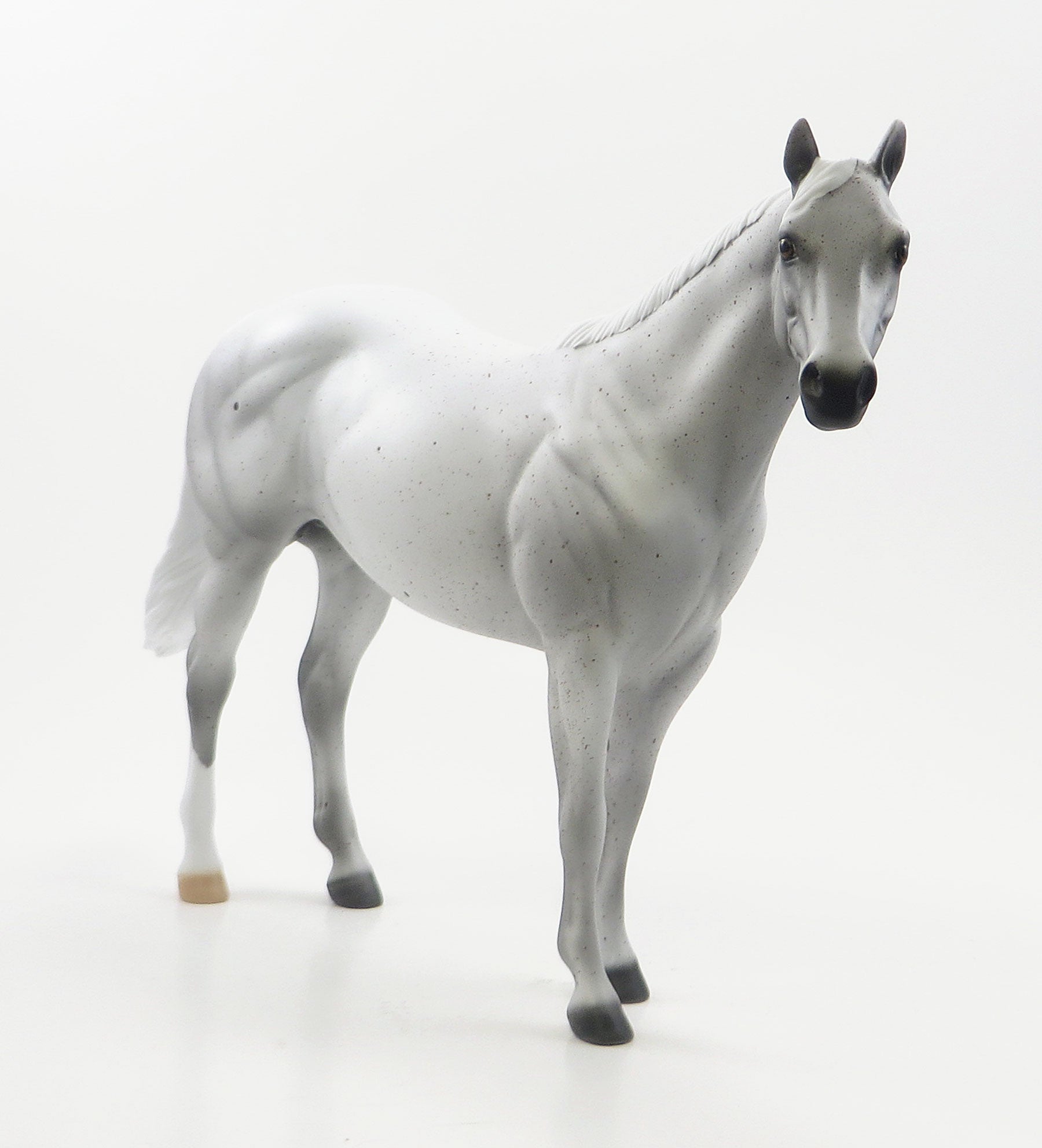 OLEANDO - Flea Bitten Stock Horse with Short Mane &amp; Short Tail - LE6 - 7/23