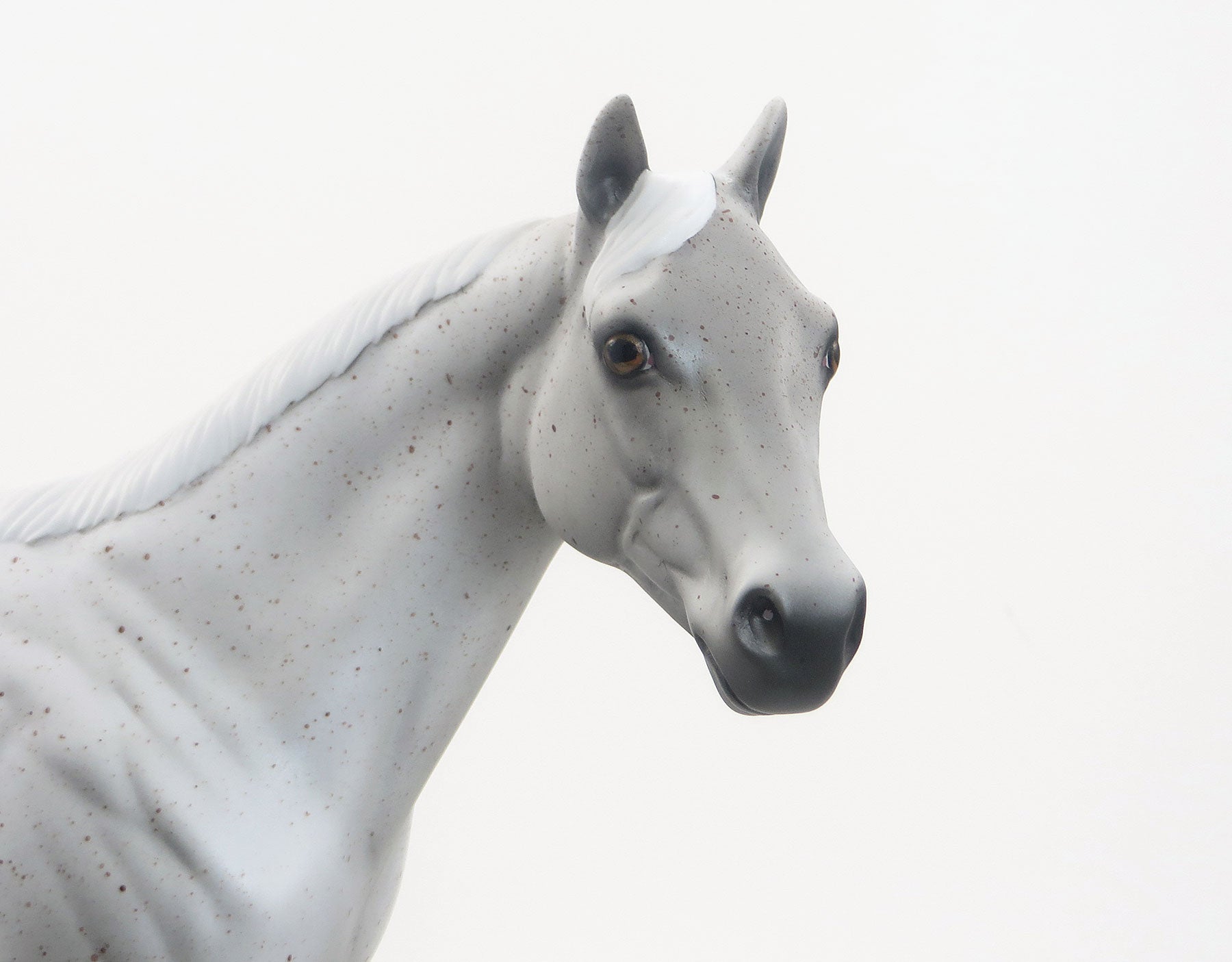 OLEANDO - Flea Bitten Stock Horse with Short Mane &amp; Short Tail - LE6 - 7/23