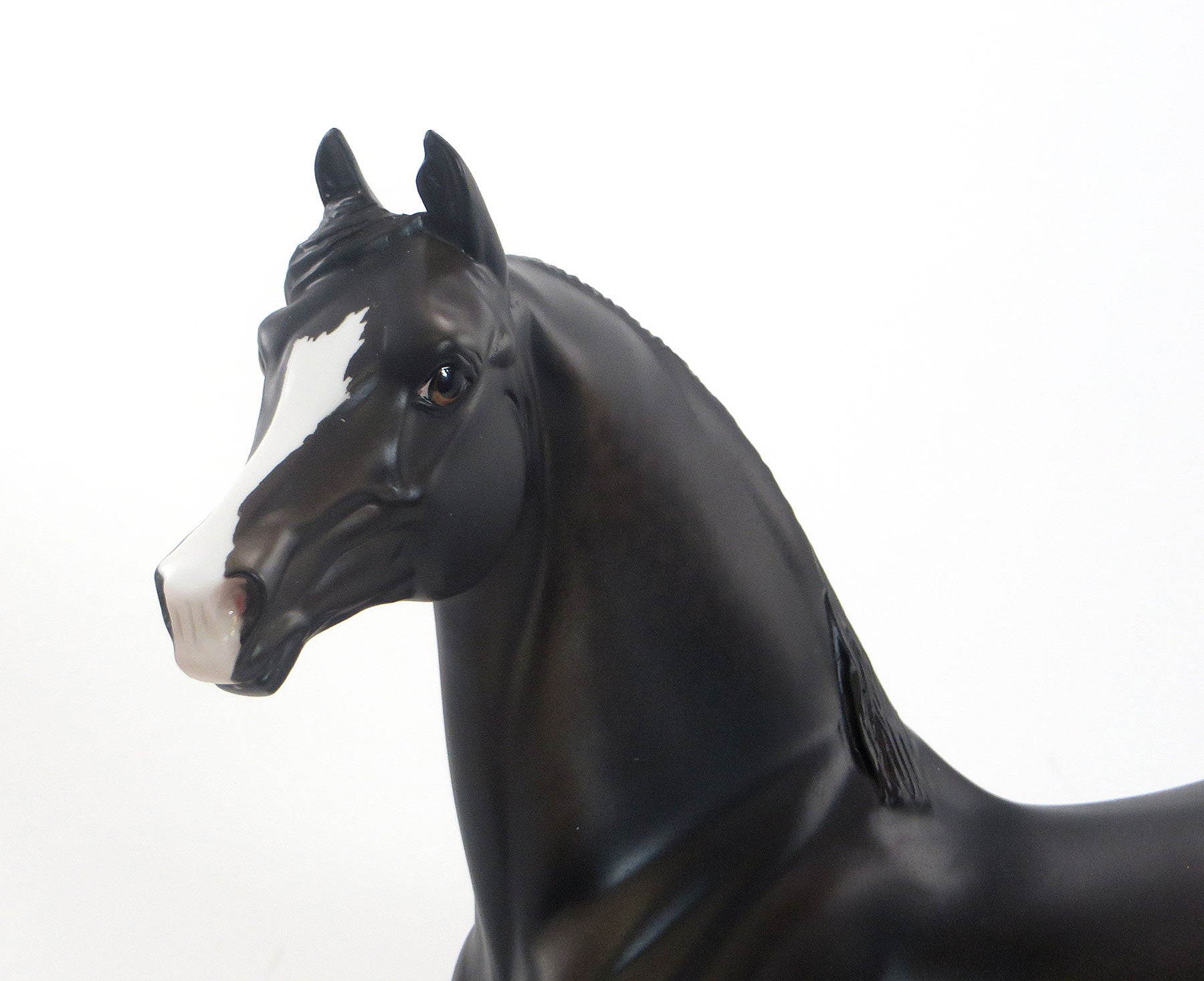 Dappled Seal Bay Morgan Mare