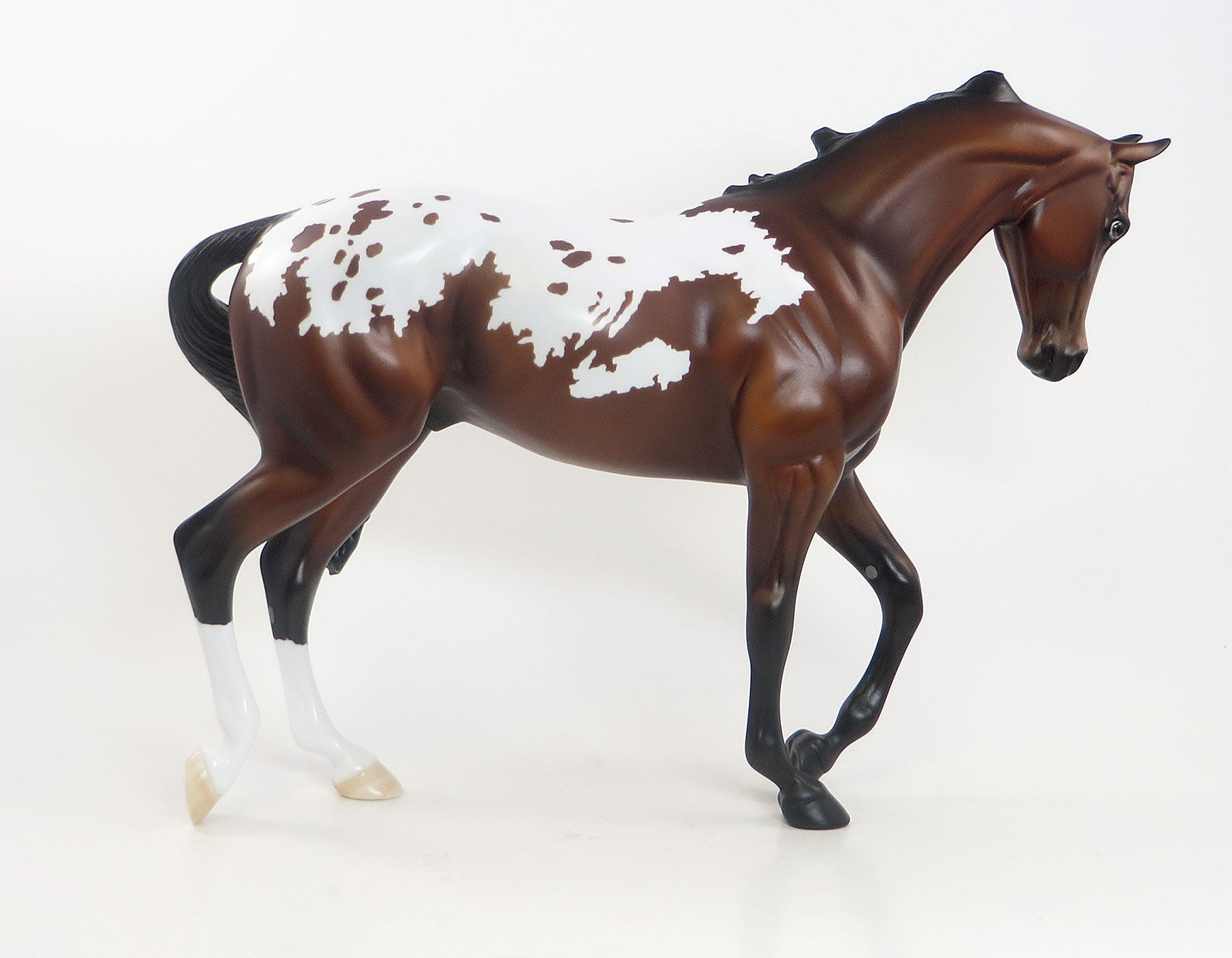 THAT ONE - LE7  Bay Appaloosa Thoroughbred 7/23