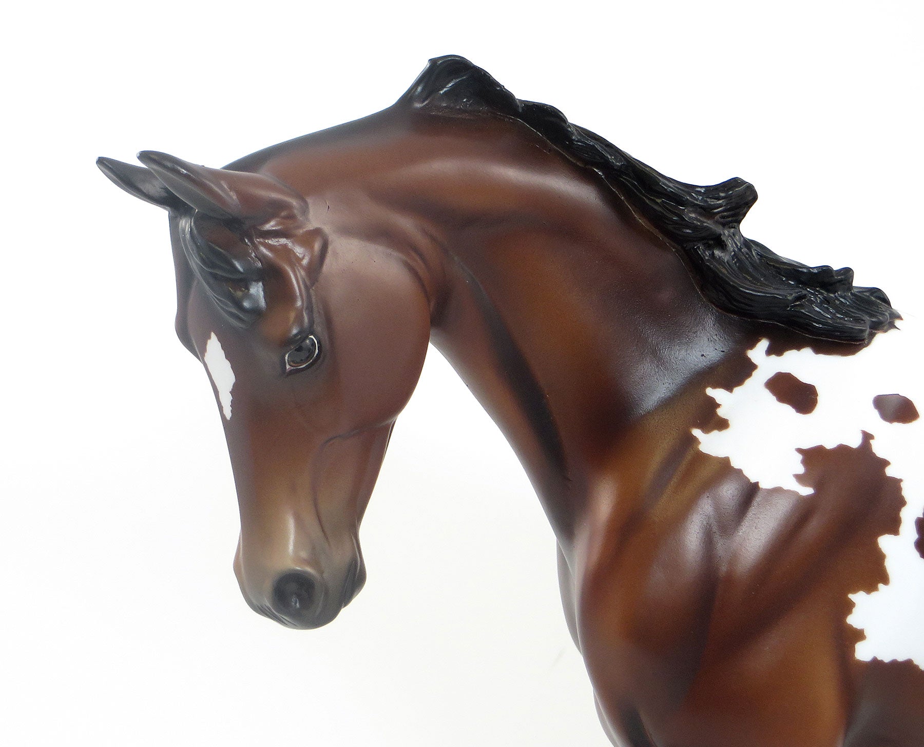 THAT ONE - LE7  Bay Appaloosa Thoroughbred 7/23