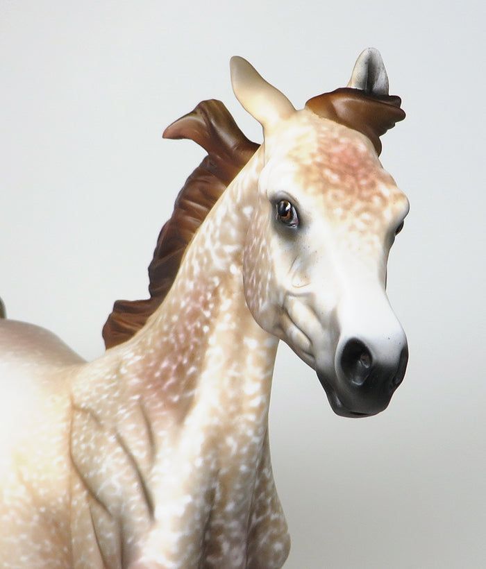 peter stone arabian yearling 