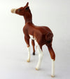 Foal