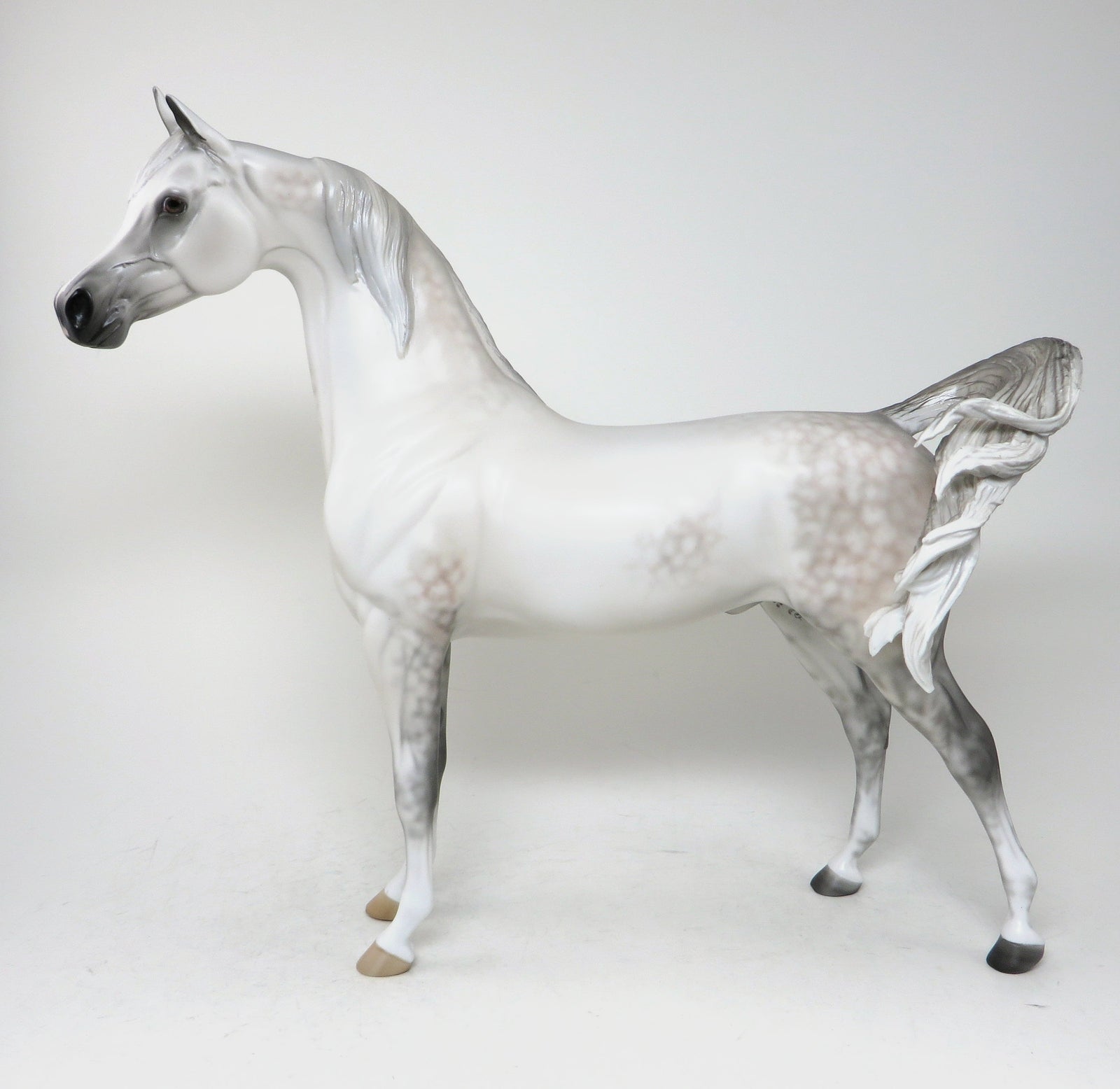 dapple grey arabian shaboura