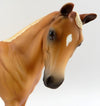 appaloosa
