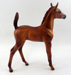 Foal
