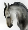 FERNANDO-OOAK DAPPLED GREY GOING BLACK ANDALUSIAN MODEL HORSE BY DAWN QUICK 10/19/16
