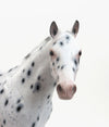 MR. TWO FEATHERS - OOAK Appaloosa Stock Horse with Peacock Spots - 7/31