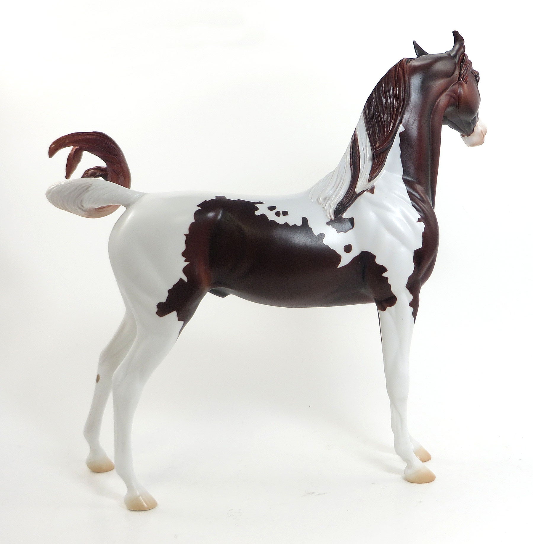 WILD ROMANCE- LE2 Dapple Dark Chestnut Pinto Arabian 7/31