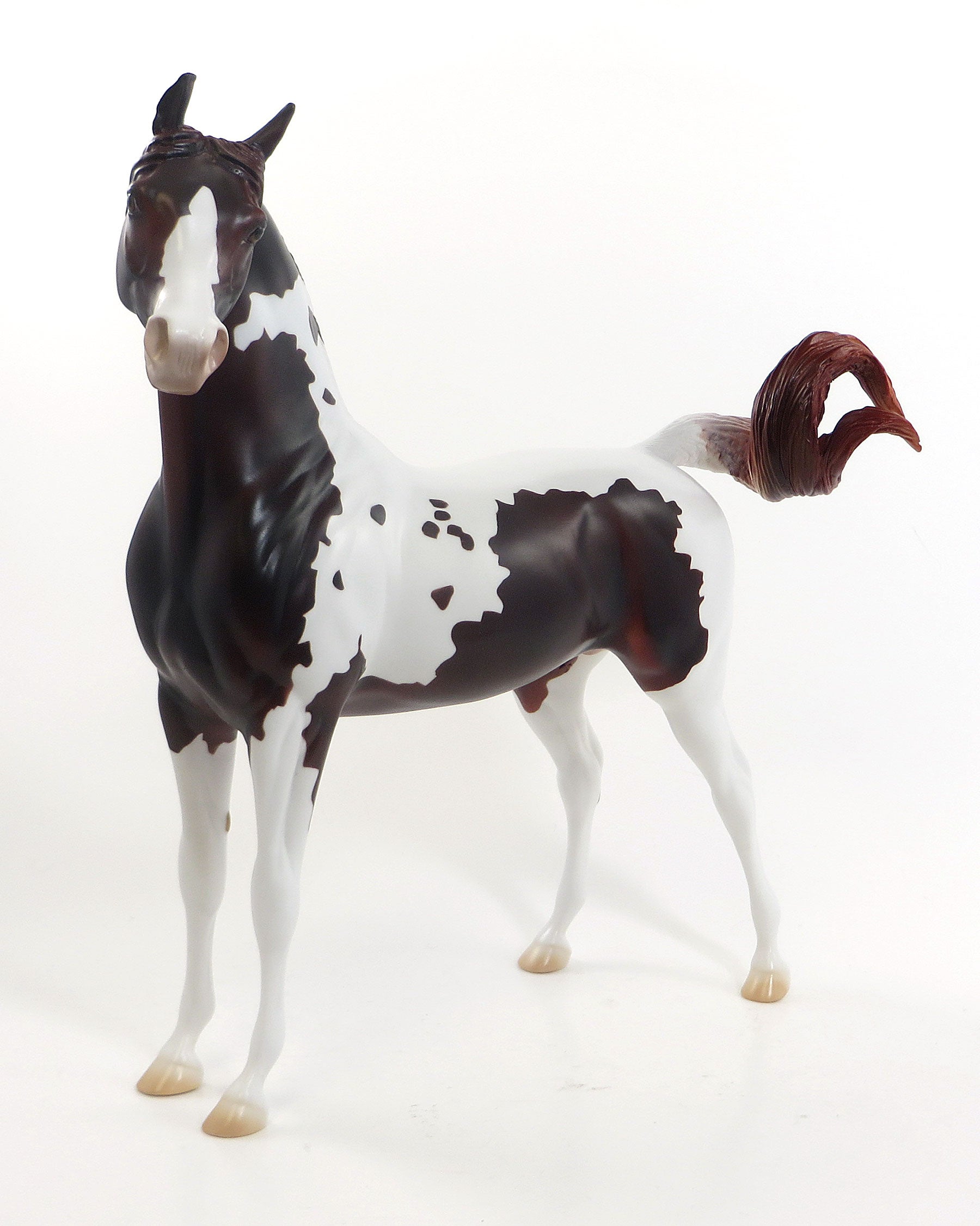 WILD ROMANCE- LE2 Dapple Dark Chestnut Pinto Arabian 7/31