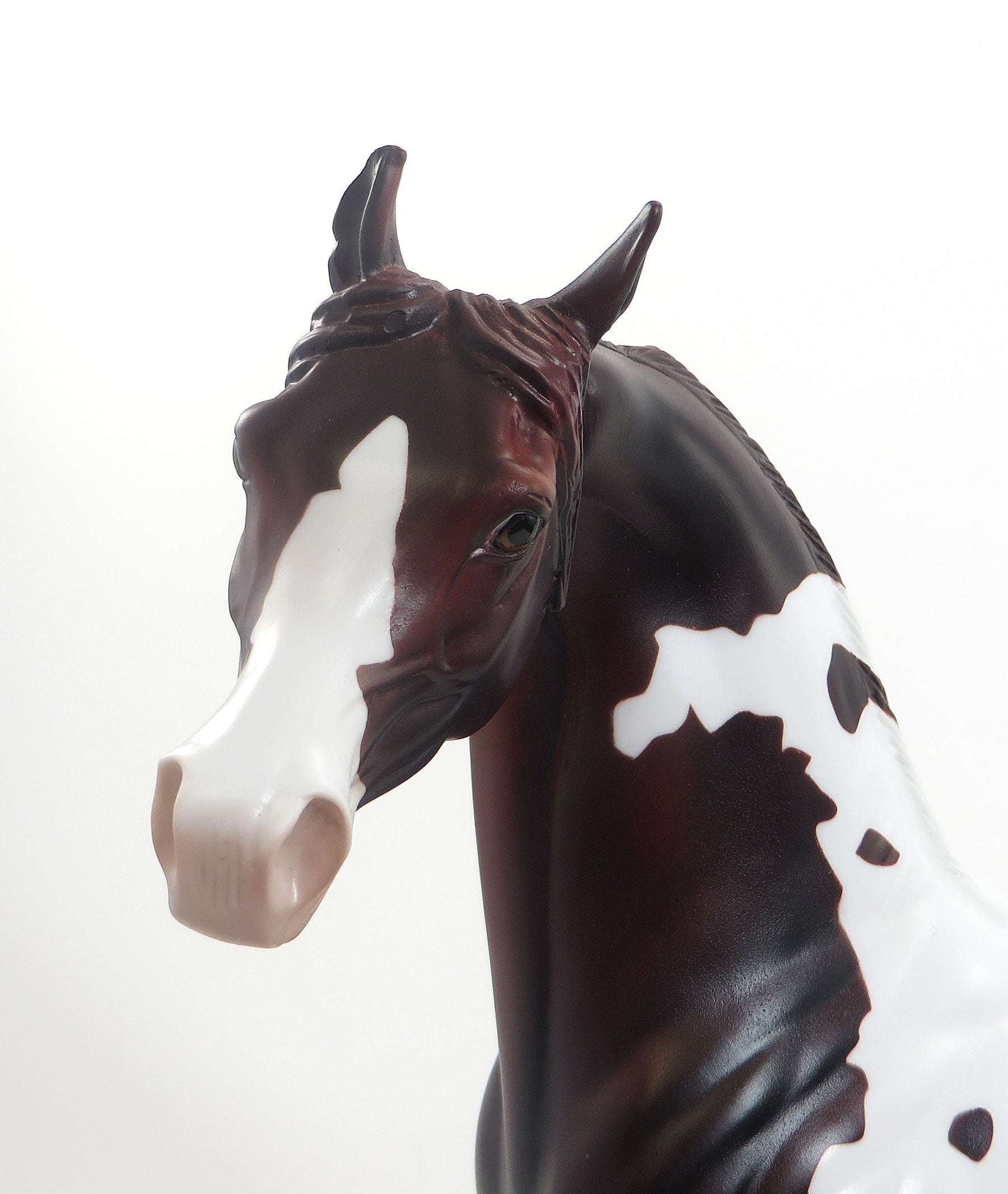 WILD ROMANCE- LE2 Dapple Dark Chestnut Pinto Arabian 7/31