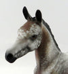 filly