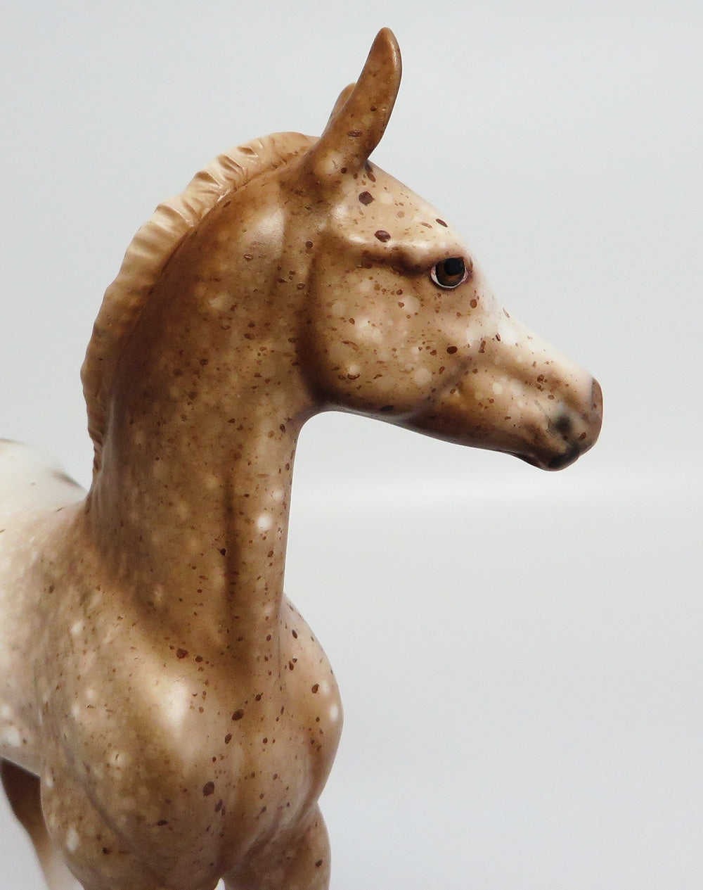 appaloosa