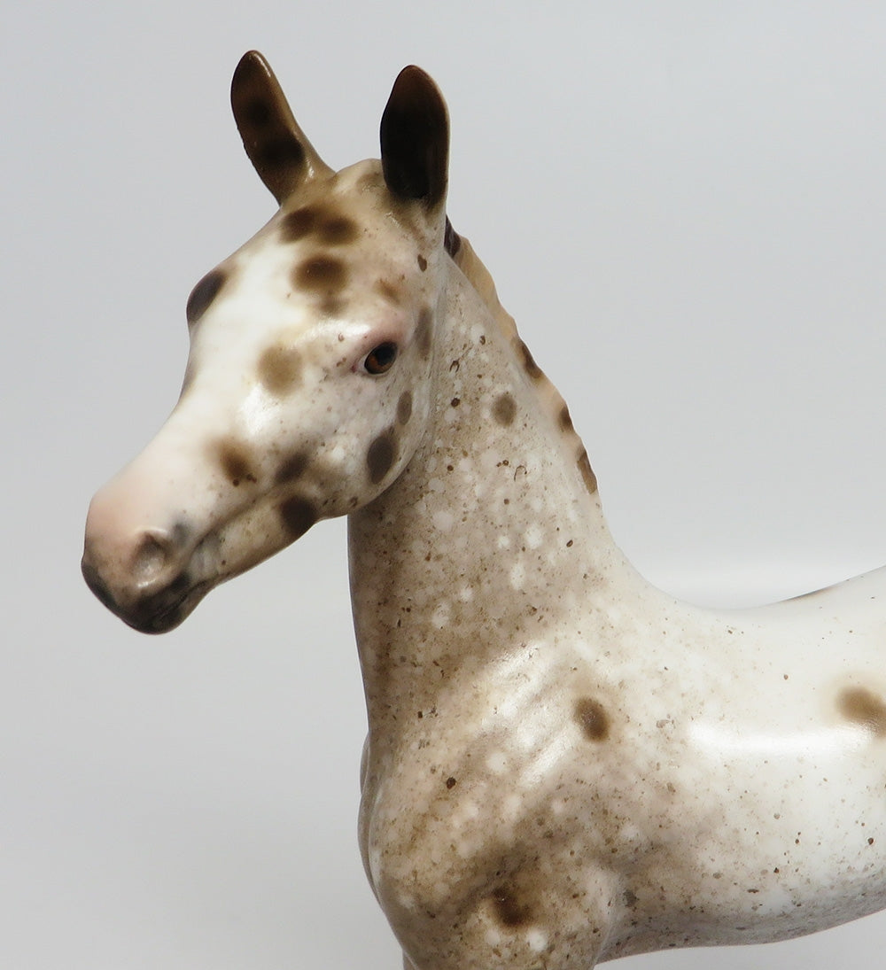 appaloosa