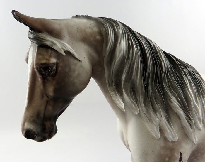 varnish roan appaloosa