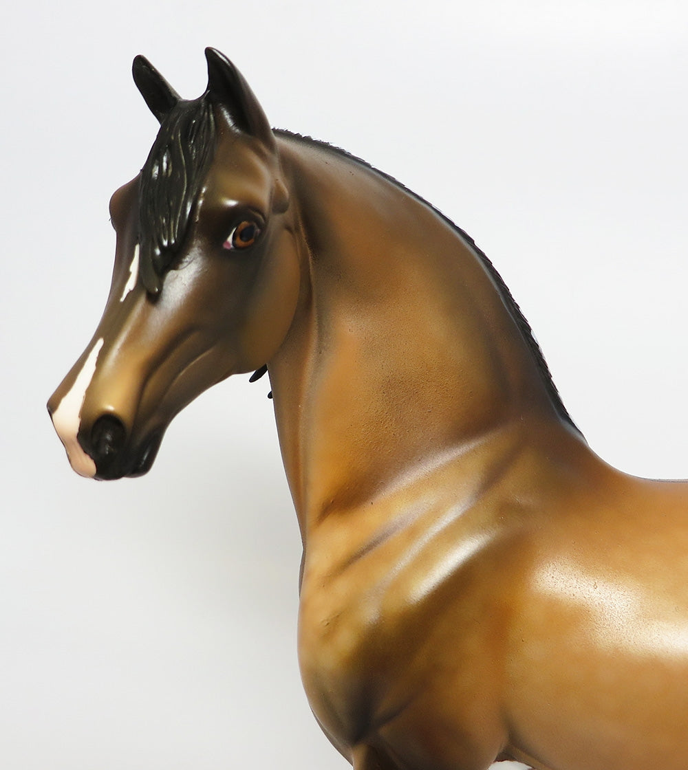 QUARTERBACK SNEAK~OOAK DAPPLE BUCKSKIN MORGAN BY DAWN QUICK 9/26/17