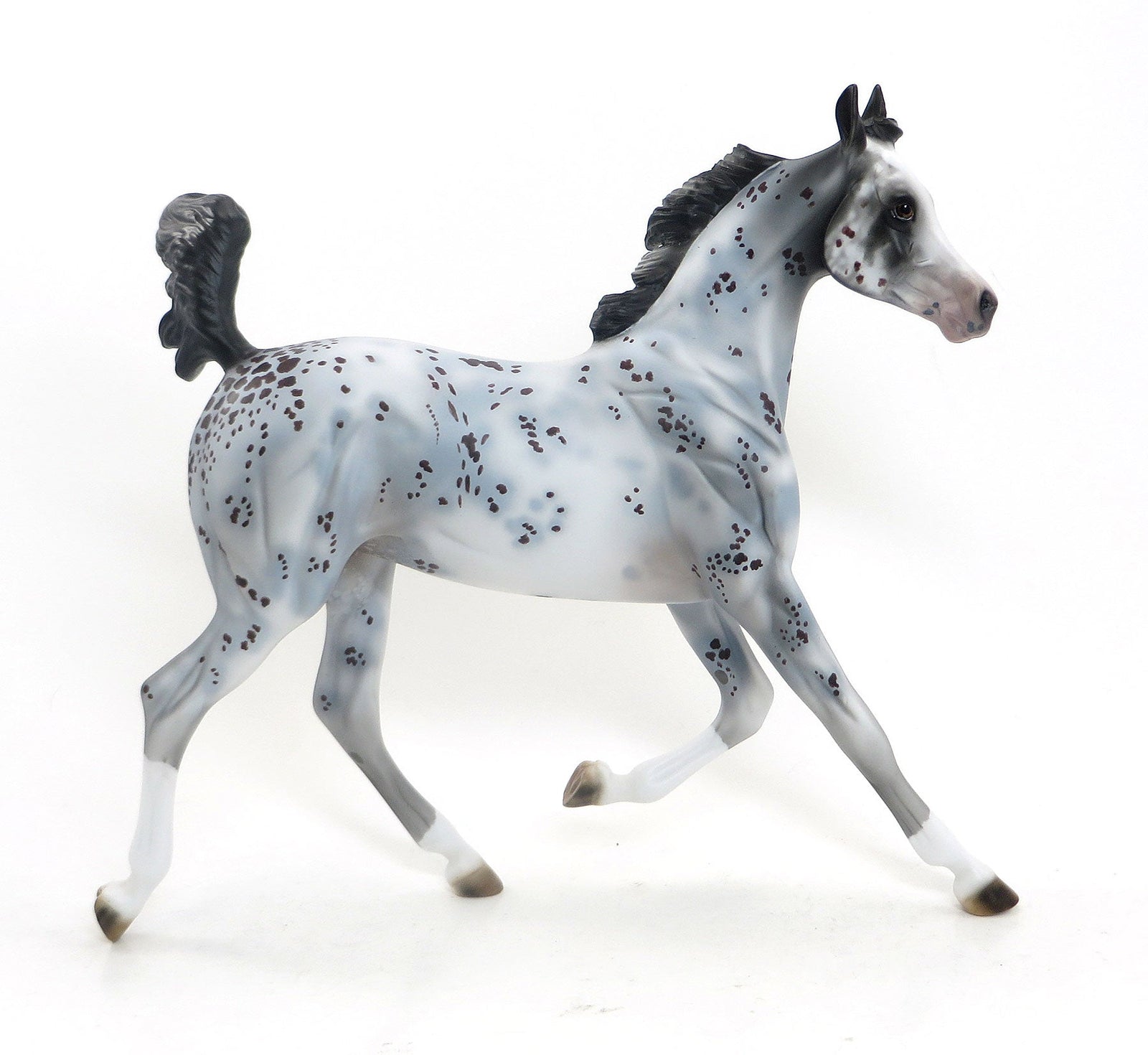 CHOCOLATE CHIP- OOAK Blue Roan Appaloosa Yearling 7/31