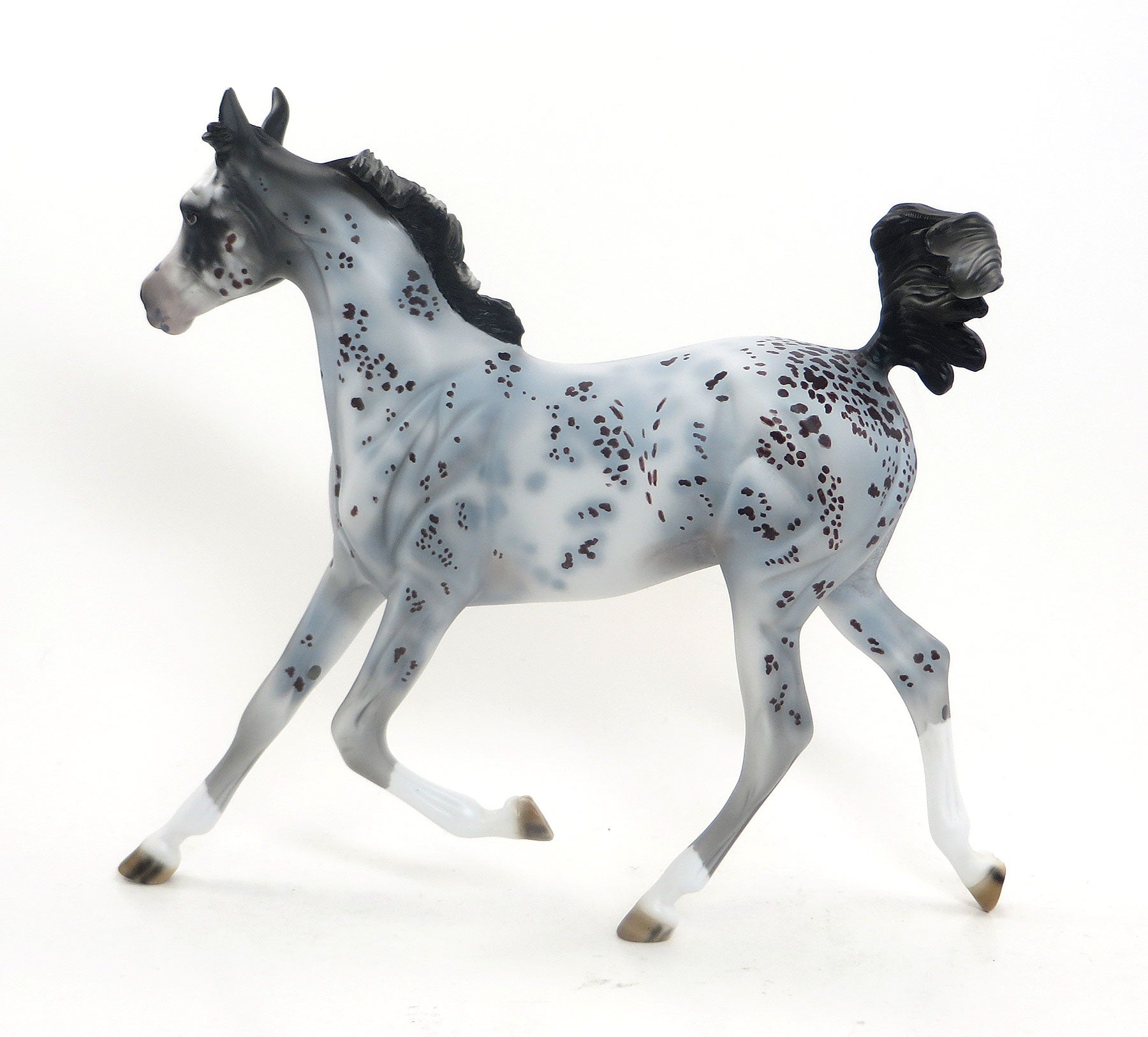 CHOCOLATE CHIP- OOAK Blue Roan Appaloosa Yearling 7/31