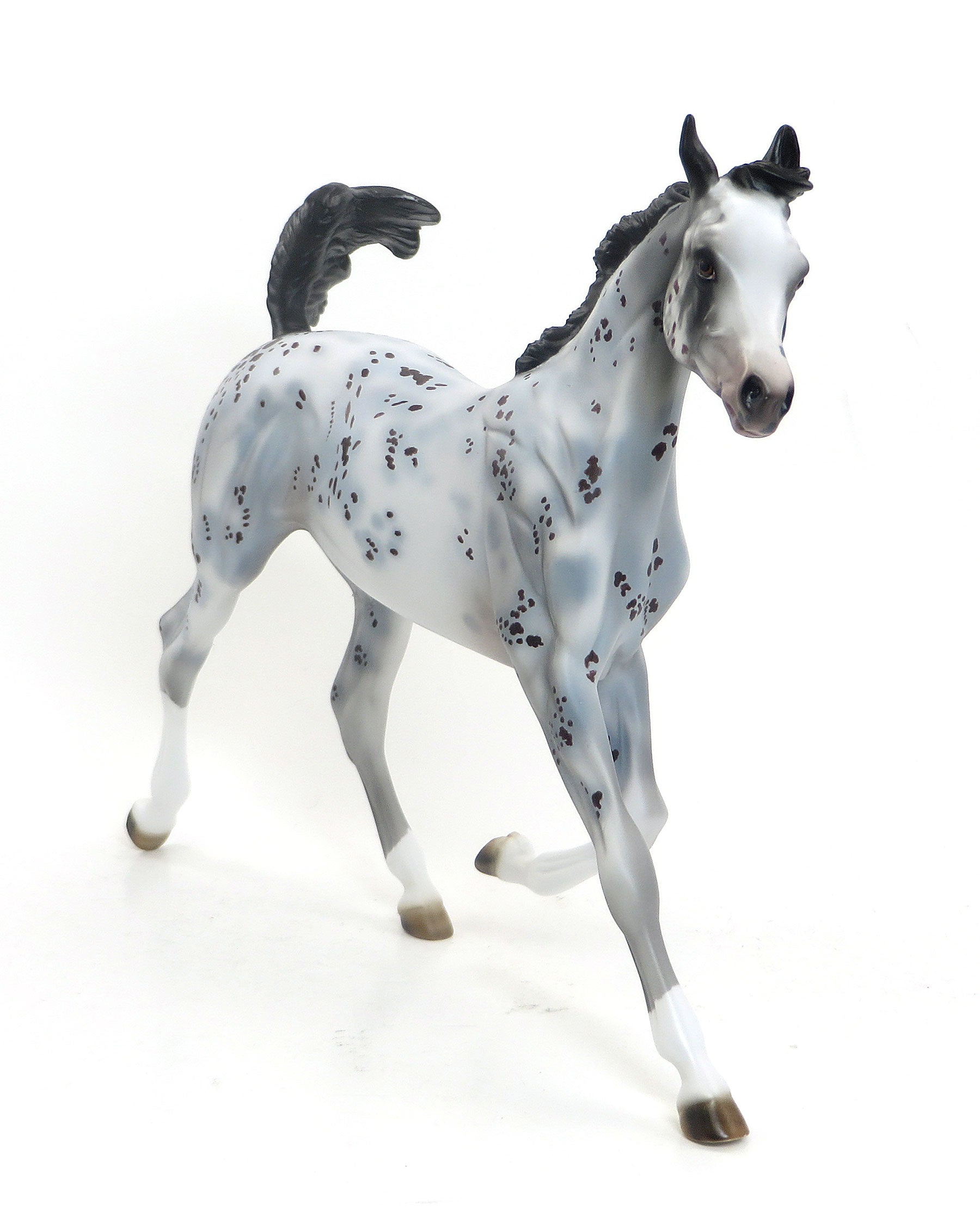 CHOCOLATE CHIP- OOAK Blue Roan Appaloosa Yearling 7/31