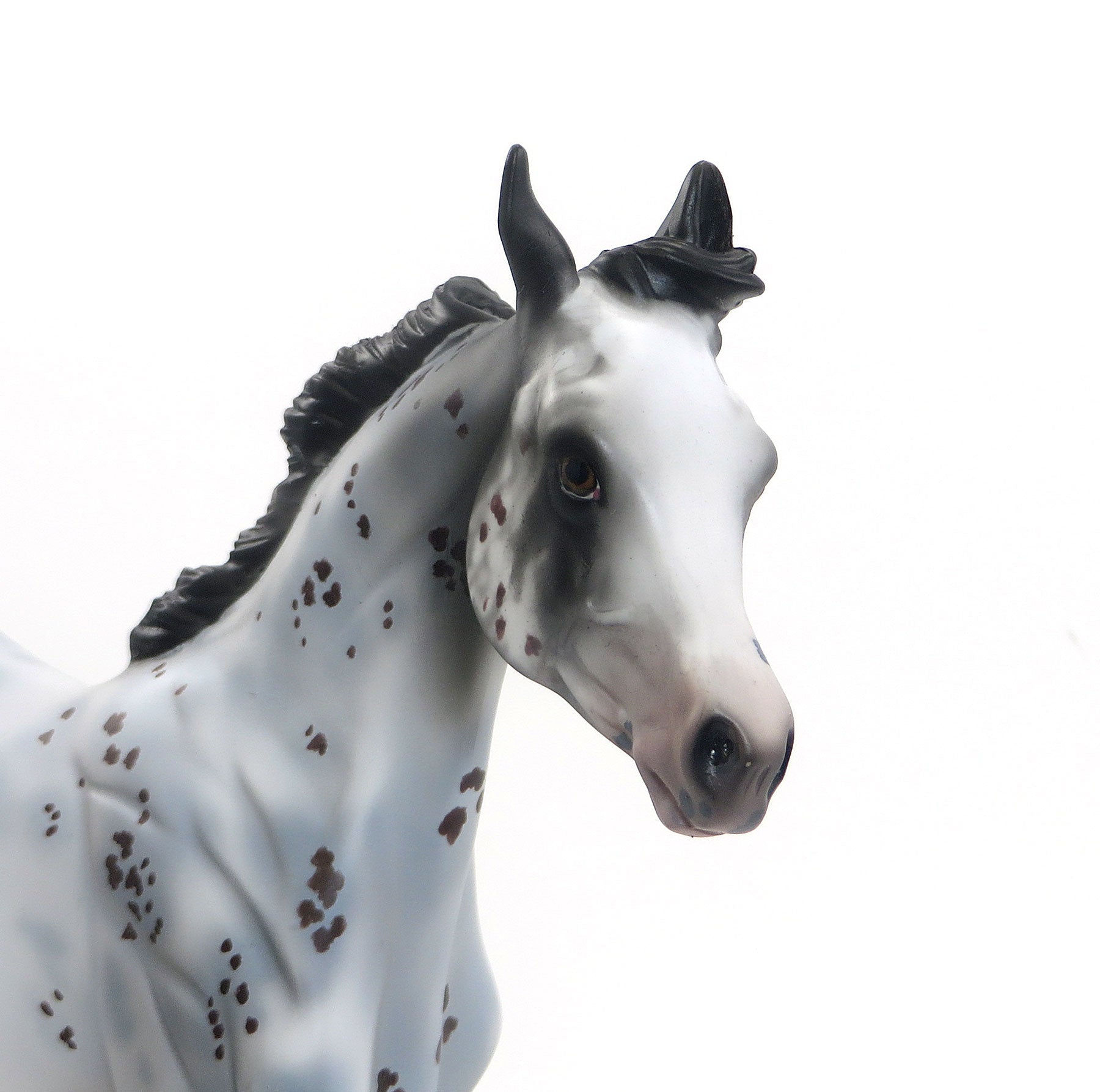 CHOCOLATE CHIP- OOAK Blue Roan Appaloosa Yearling 7/31