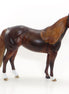 ALL YOU NEED IS LOVE - Dapple Dark Chestnut Stock Horse LE 4 2/15