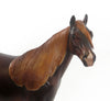 ALL YOU NEED IS LOVE - Dapple Dark Chestnut Stock Horse LE 4 2/15