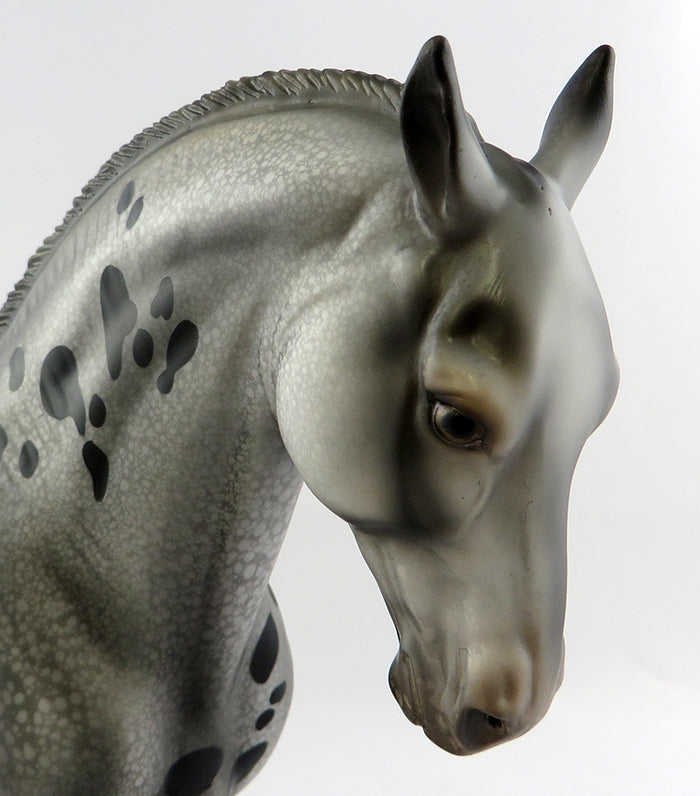 appaloosa
