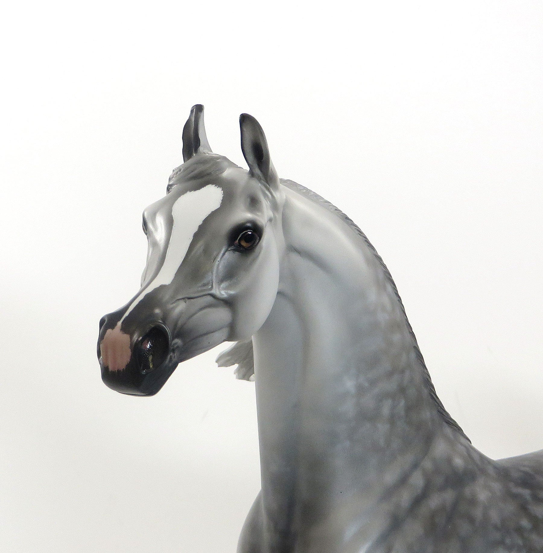 GREY CAT - OOAK Grey Star Dapple Arabian 7/24