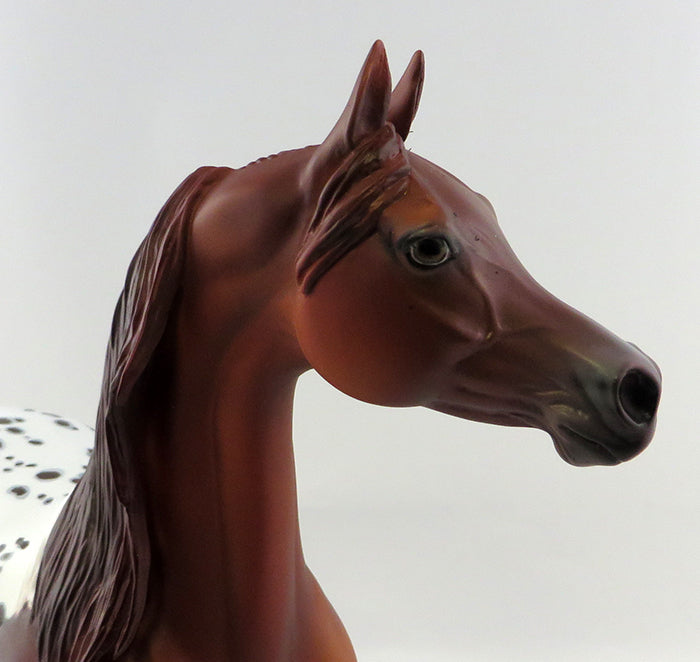 appaloosa