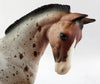 Appaloosa