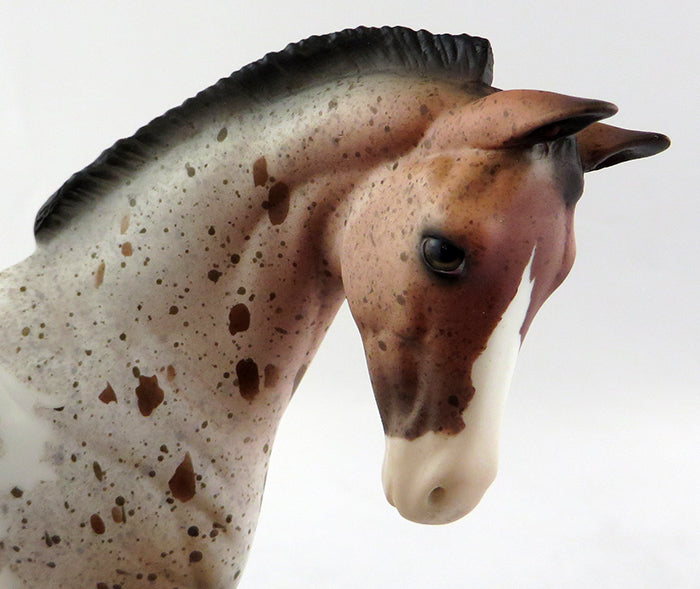 Appaloosa