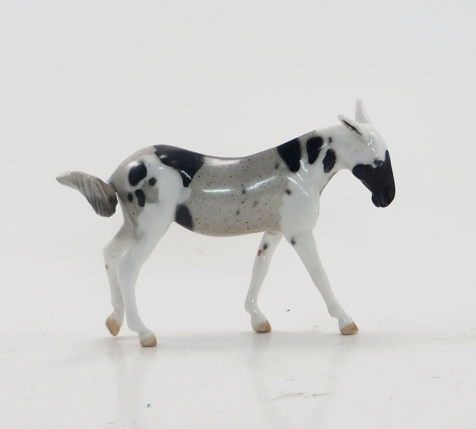 KABOOM - OOAK Party Color Pinto Mule Chip - 4/15