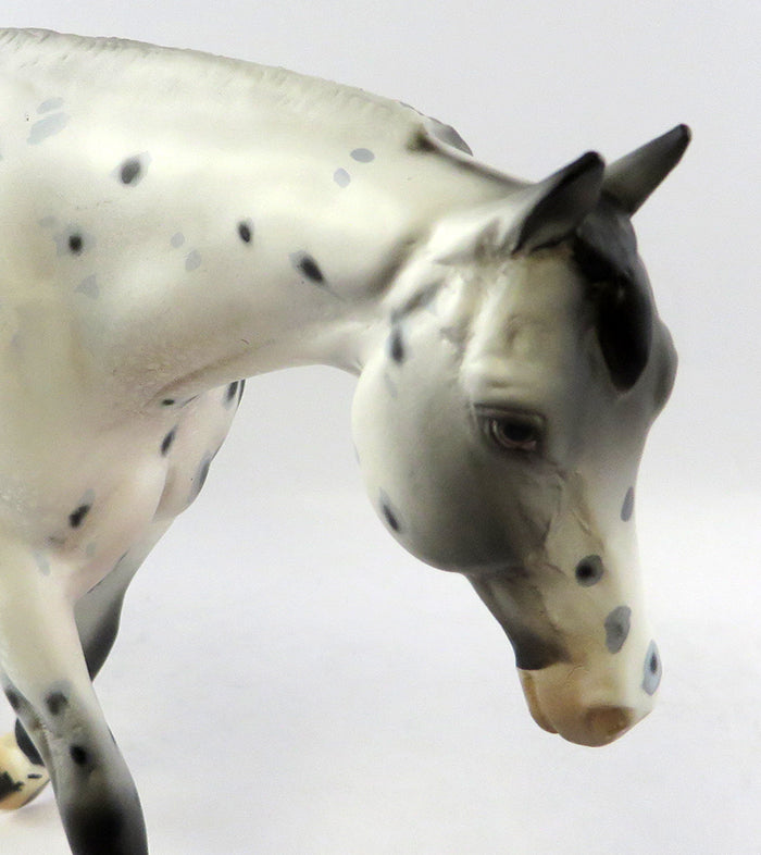 appaloosa