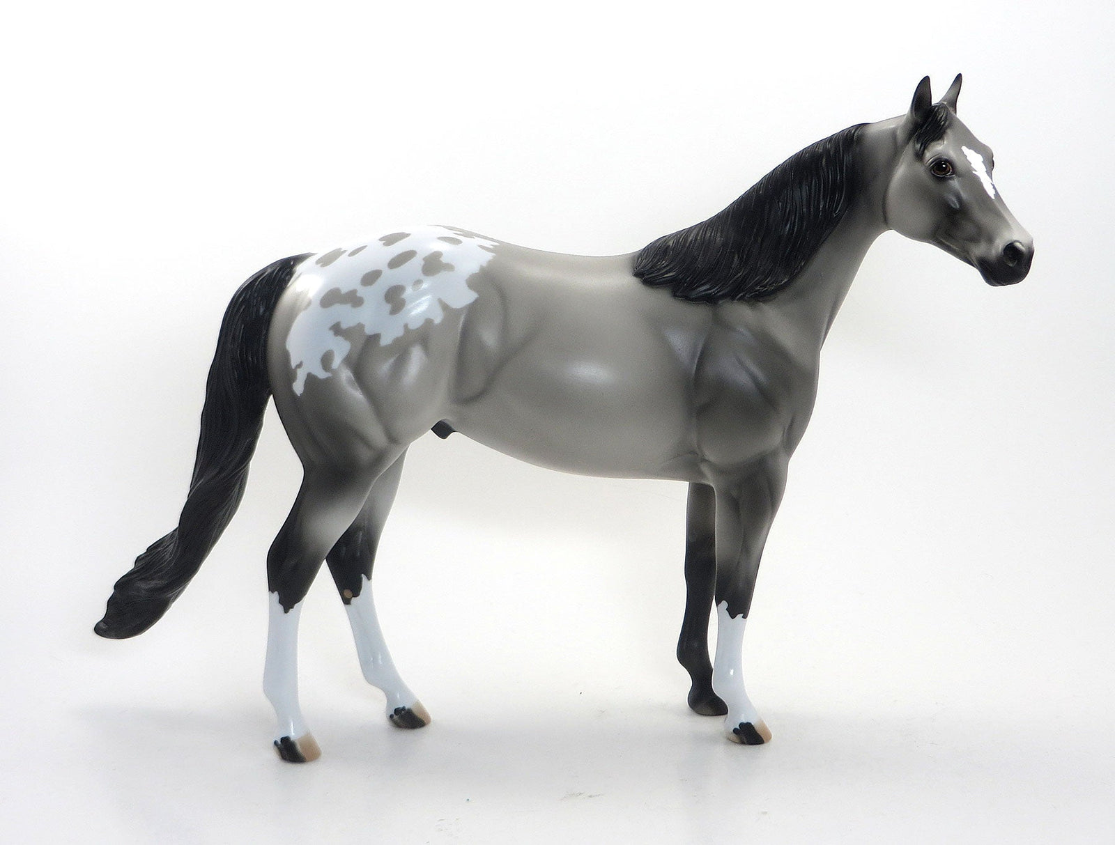SEE ME SPOTS- LE3 EQ 2015 Grey Appaloosa Stock Horse
